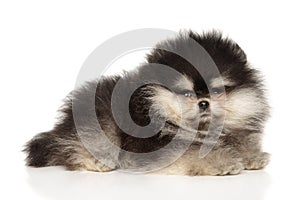 Pomeranian puppy lies on white background