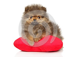 Pomeranian puppy, lying on a red heart-shaped pillow