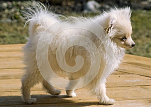 Pomeranian puppy named Bentley