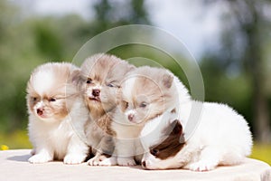 Pomeranian puppy outdoor