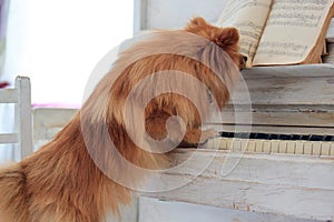 Pomeranian puppy playing the old pianoforte.