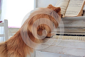 Pomeranian puppy playing the old pianoforte. photo