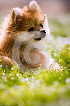 Pomeranian Puppy Portrait