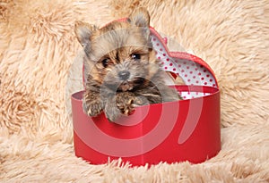 Pomeranian puppy in a red heart-shaped gift box