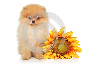 Pomeranian puppy sits near a huge sunflower
