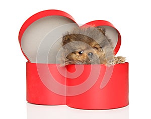 Pomeranian puppy sitting in a red heart-shaped box