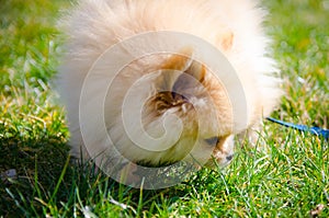 Pomeranian puppy sniffing grass