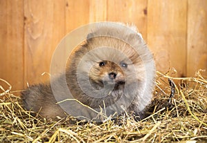 Pomeranian puppy on a straw