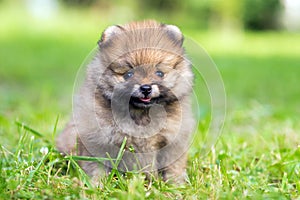 Pomeranian puppy photo