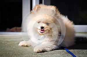 Pomeranian puppy with tongue out