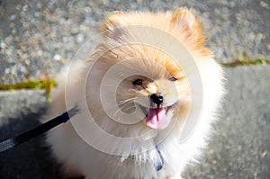 Pomeranian puppy with tongue out