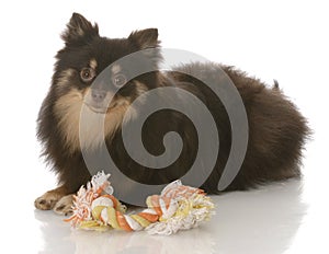 Pomeranian puppy with toy