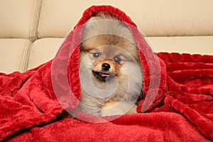 Pomeranian puppy under a red blanket