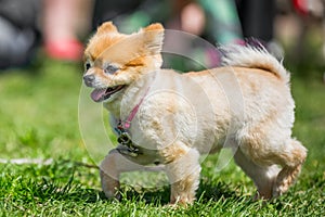 Pomeranian puppy walking on grass in a pink collar