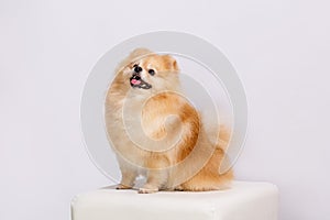 Pomeranian puppy on white pouffe.