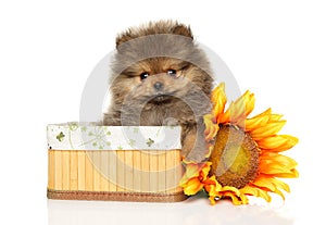 Pomeranian puppy in a wicker basket