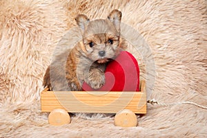 Pomeranian puppy on a wooden toy