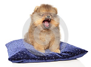 Pomeranian puppy yawns while sitting on a pillow photo