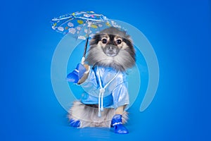 Pomeranian in a raincoat with umbrella isolated on a blue background
