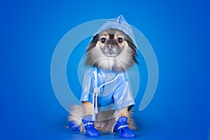 Pomeranian in a raincoat with umbrella isolated on a blue background