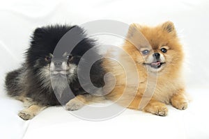 Pomeranian relaxing in studio