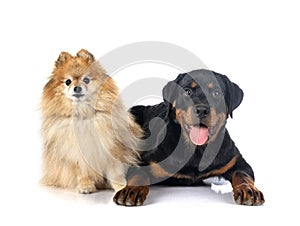 Pomeranian and rottweiler