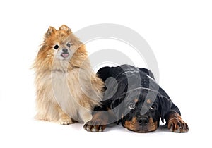 Pomeranian and rottweiler