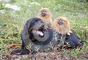 Pomeranian and rottweiler  in nature