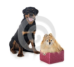 Pomeranian and rottweiler in studio