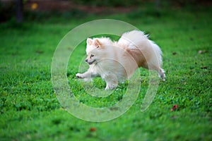 Pomeranian running at the park.