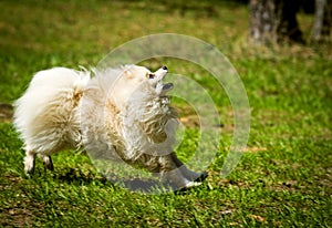 Pomeranian runs for the ball