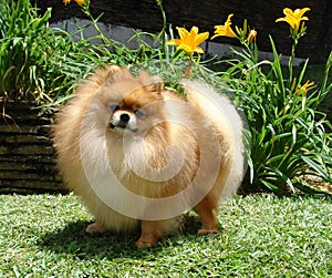 Pomeranian spitz