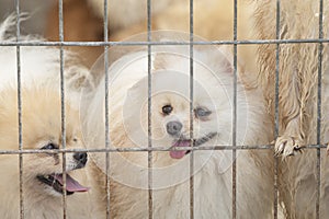 Pomeranian Spitz in the Aviary for Dog Breeding