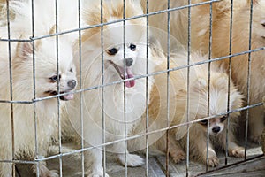 Pomeranian Spitz in the Aviary for Dog Breeding