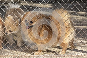 Pomeranian Spitz in the Aviary for Dog Breeding