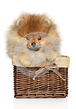 Pomeranian spitz in basket on white background