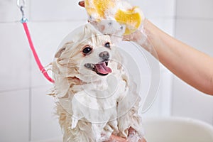 pomeranian spitz in bath before grooming, procedure of hair cutting by professional grooming master