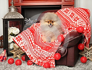 Pomeranian Spitz in chair on red plaid