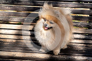 Pomeranian Spitz in cream sable color, photo on the bench. Dog my Best friend photo