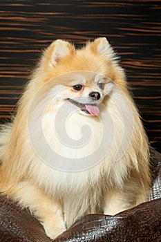 Pomeranian spitz. Cute fluffy charming red-haired Pomeranian Spitz in full growth on white background. Caring for a pet.