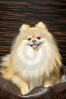 Pomeranian spitz. Cute fluffy charming red-haired Pomeranian Spitz in full growth on white background. Caring for a pet.