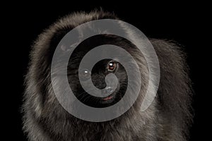 Pomeranian Spitz Dog on Black photo