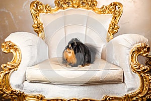 Pomeranian spitz dog of black sable color lying down on classic gold armchair photo