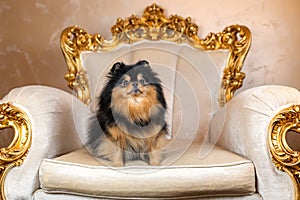 Pomeranian spitz dog of black sable color sitting on elegant golden armchair photo