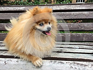 Pomeranian Spitz dog with fluffy red hair lies and sits on a wooden bench. the pet is waiting for the owner. loyal friend,