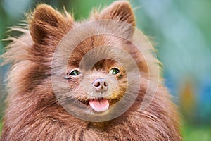 Pomeranian Spitz dog in garden, close up face portrait