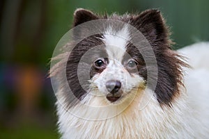 Pomeranian Spitz dog in garden, close up face portrait