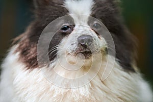 Pomeranian Spitz dog in garden, close up face portrait