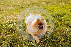 Pomeranian Spitz dog playing on green grass