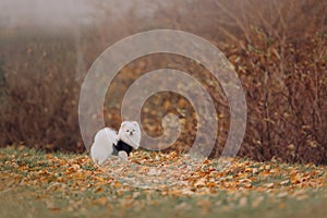 Pomeranian spitz dog posing outdoors in a sweater